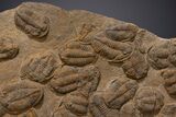 Mortality Plate Of Large Asaphid Trilobites - Museum Display #322786-5